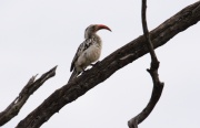 red-billed_hornbill (4)